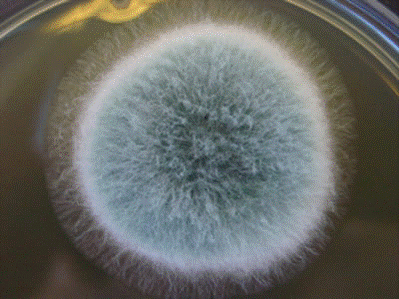 Construction-related Nosocomial Infections | Environmental ...