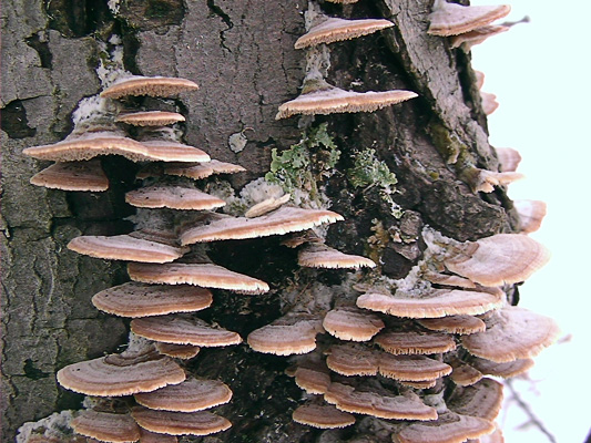 Image result for fungus pictures on wood