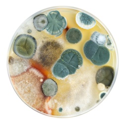 Mold Testing Lab: Mold Growth